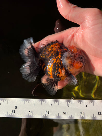 Tigre mâle Yuanbao 4 pouces #0303YB_13