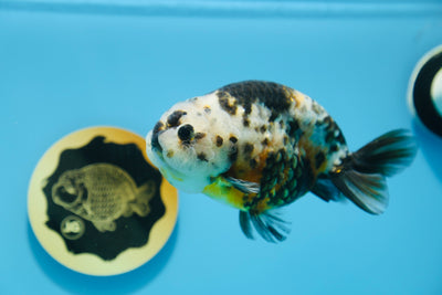 Macho Calico Ranchu de 5 a 5,5 pulgadas n.° 1118RC_07