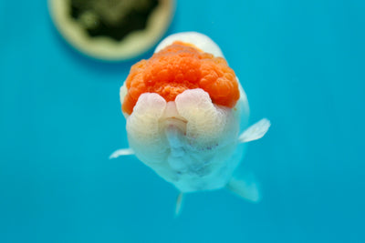 Super Roi Lion AAA 5,5-6 pouces #0210RC_15