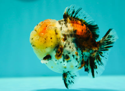 Bouledogue mâle Yuanbao de catégorie AAA, 4 à 4,5 pouces #0331YB_06