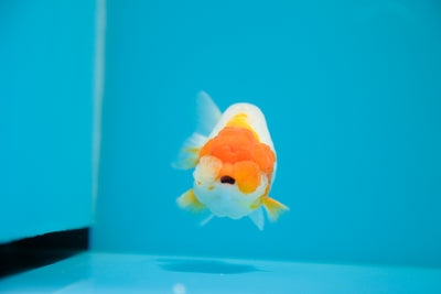 León chu rojo y blanco supergrande de 3,5 a 4 pulgadas, macho n.° 5