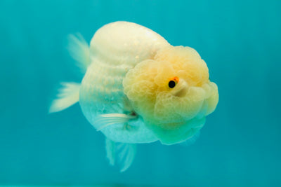 Roi Lion AAA 4,5 pouces #0421LC_01