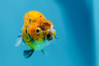 Super Tiger Lionchu 3-3,5 pouces #1223RC_06