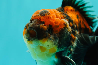 A Grade Rare Lava Kirin Yuanbao Male 4-4.5 inches #0414YB_15