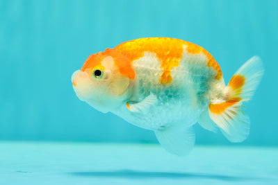 Buffalo Ranchu Femelle 4-4,5 pouces #0414RC_24