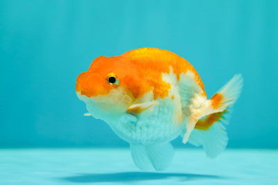 Buffle thaï Ranchu mâle 3,5 pouces #0310RC_17