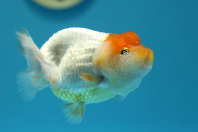 LionQueen 4-4.5 inches #0127RC_06