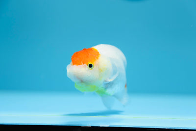 Lionchu Red White 3.5-4 inches Female #1209_15