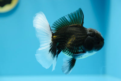 Super Panda Oranda Macho 4-4.5 pulgadas #1109TO_09