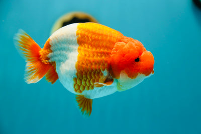 Super Show Grade LionQueen 5.5 inches #0224_03