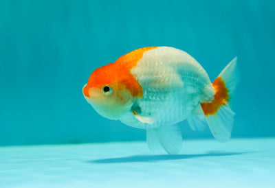 Buffle thaï Ranchu mâle 4-4,5 pouces #0310RC_10