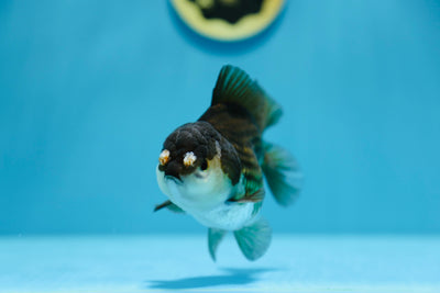 Panda mâle AAA Yuanbao 4-4,5 pouces #1201_18