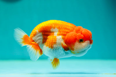 León reina rojo y blanco de 4,5 pulgadas #0421LC_08