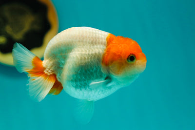 Buffalo Ranchu Femelle 4 pouces #0324RC_06