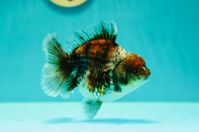 A Grade Chunky Kirin Yuanbao Female 4-4.5 inches #0414YB_14