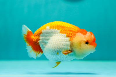 Reine du Lion de catégorie A 4,5 à 5 pouces #0414LC_07