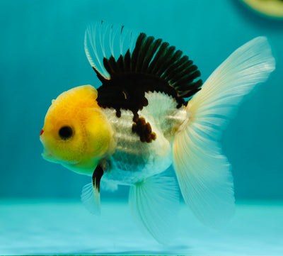 Panda oranda macho de cabeza de limón de grado A de 4 a 4,5 pulgadas n.° 0324OR_11