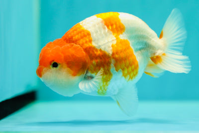 Buffalo Ranchu mâle 4-4,5 pouces #0414RC_22