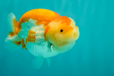 Roi Lion de catégorie AAA 4 pouces #0331LK_02