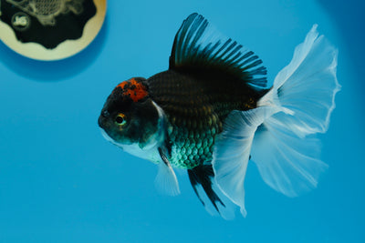 AAA Tricolore Oranda Mâle 6-6,5 pouces #0119OR_04