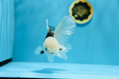 Panda Oranda Mâle 5,5-6 pouces #1201_20