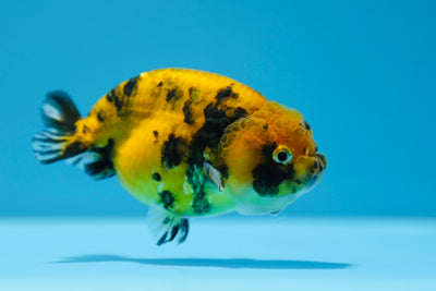 Tigre Lionchu de 3 a 3,5 pulgadas #0112RC_15