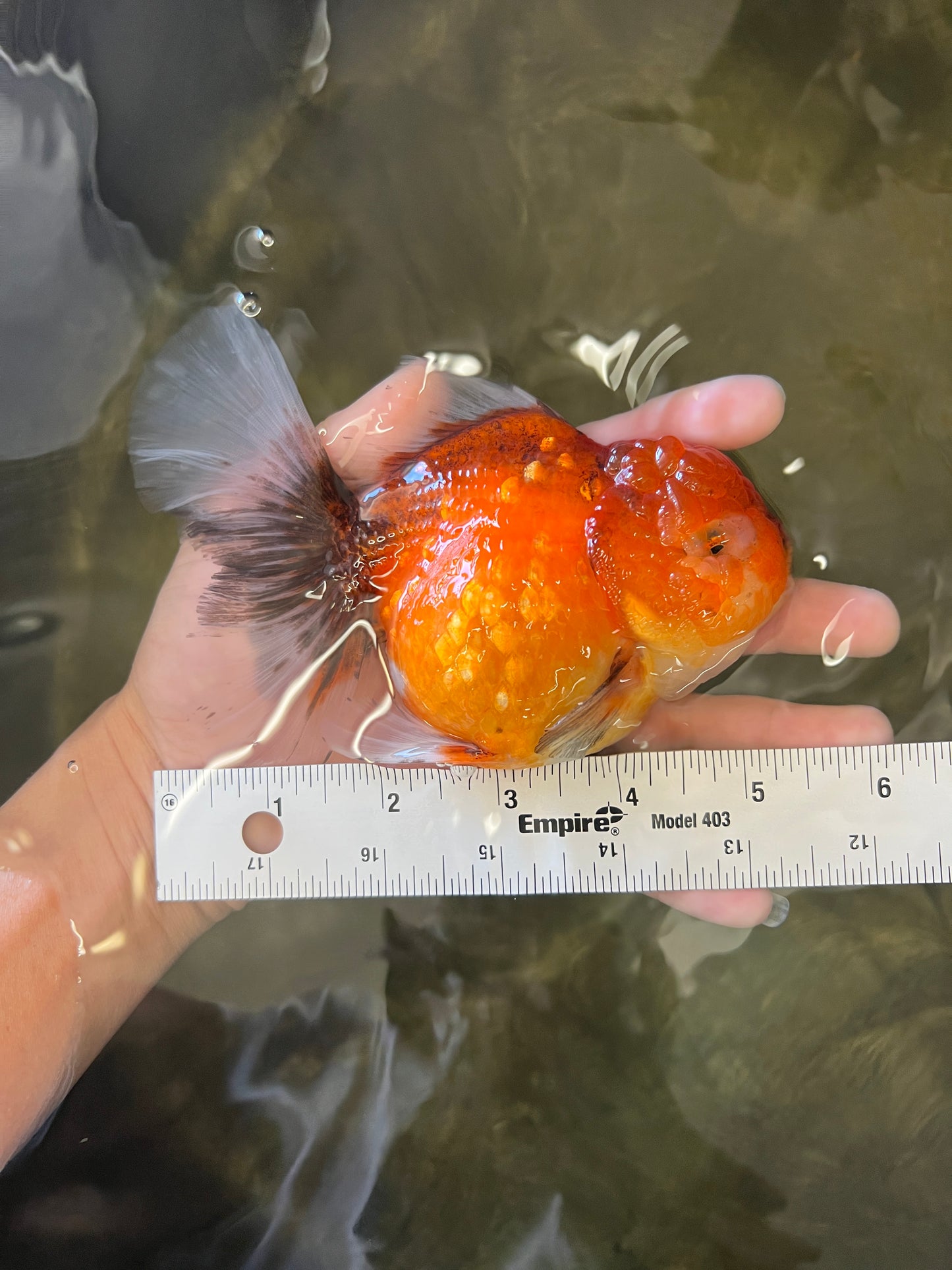 Sakura #11 Oranda de cuerpo súper redondo de 5,5 pulgadas hembra