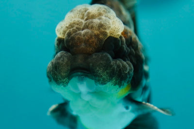 Yuanbao Kirin Mâle 4-4,5 pouces #0303YB_01