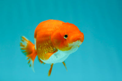 Buffle thaï Ranchu femelle 4,5 pouces #0310RC_04