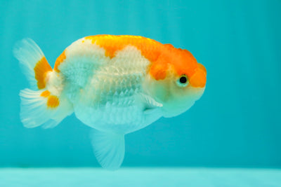 Buffalo Ranchu Femelle 4 pouces #0324RC_09