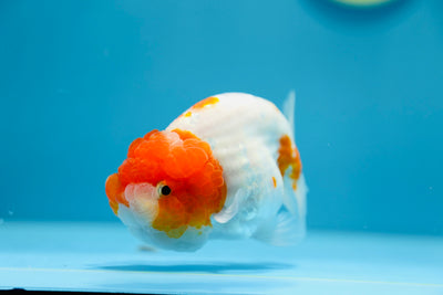 AAA Sakura Ranchu Macho 4.5-5 pulgadas #1201_12