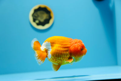 AAA Lionchu Red White Male 4.5-5 inches #1209_16