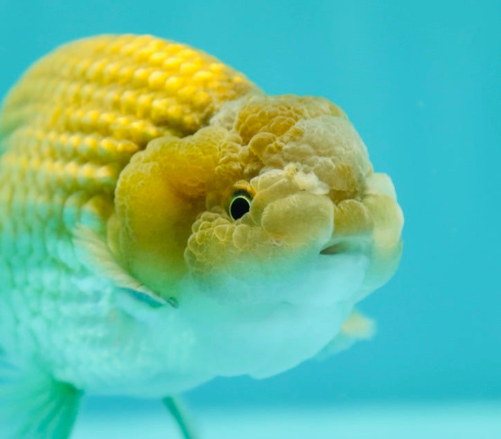 RARE Color Thai Buffalo Ranchu Male inches #0310RC_22 – Jimmy