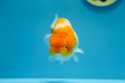 AAA Sakura Ranchu Macho 4.5-5 pulgadas #1201_11