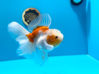 Super Sakura Oranda #16 5 pulgadas Macho