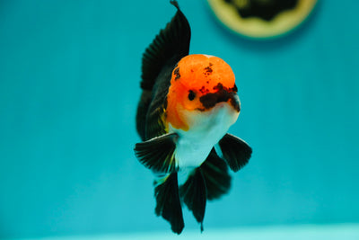 Mâle Oranda tricolore de catégorie AAA 4,5 pouces #0324OR_15