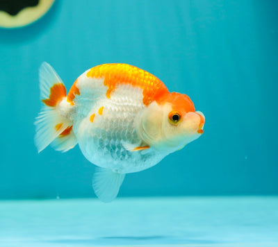 Buffle thaï Ranchu femelle 4 pouces #0310RC_01