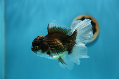 Panda tailandés Oranda macho 4.5-5 pulgadas #0127OR_05