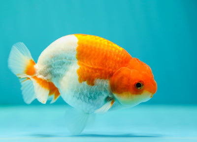 Buffle thaï Ranchu mâle 4 pouces #0310RC_19