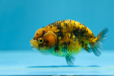 Super Tiger Lionchu 3,5-4 pouces #1223RC_08