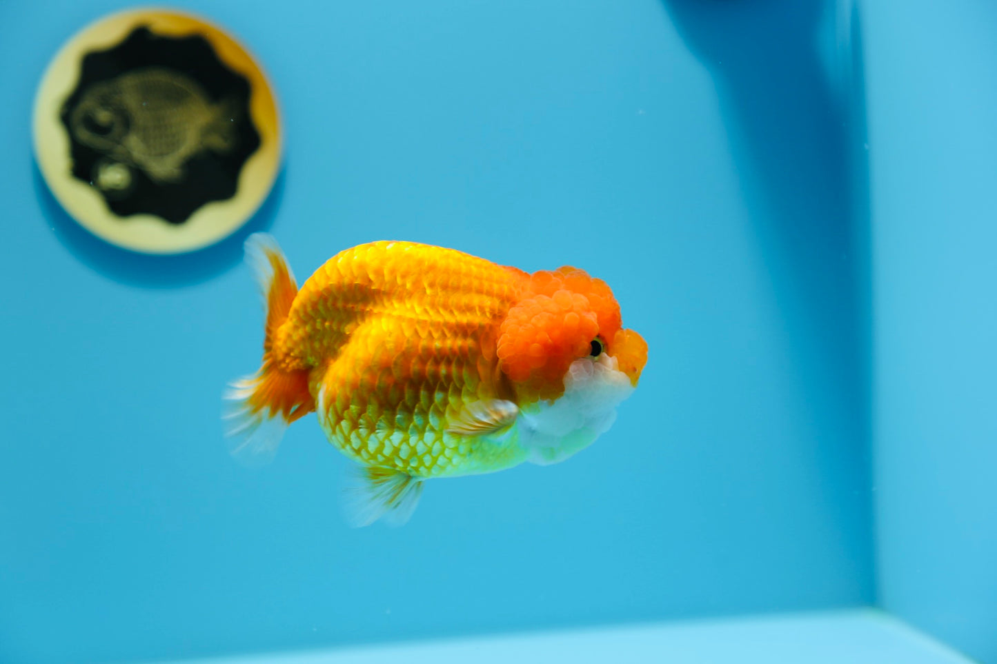 AAA Lionchu Red Female 4.5-5 inches #1212_02