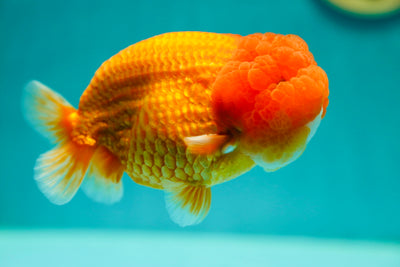 León rey rojo de 4,5 a 5 pulgadas, grado A, mejillas enormes, n.° 0421LC_06