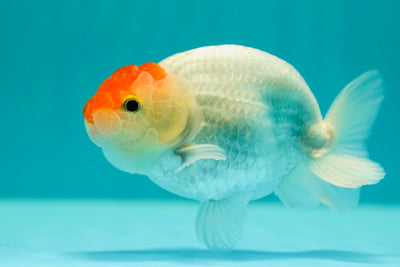 Buffalo Ranchu mâle 4-4,5 pouces #0324RC_03