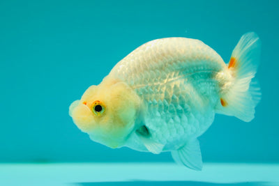 Buffle des neiges Ranchu femelle 4 pouces #0317RC_22