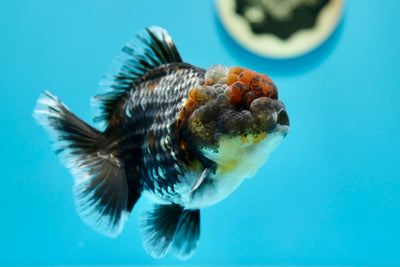 Yuanbao Kirin Male 4-4.5 inches #0203YB_01