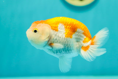 Buffle rouge et blanc mâle 4,5 à 5 pouces #0421RC_16