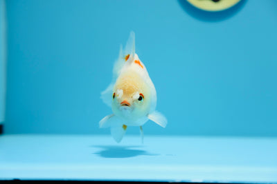 Yuanbao rojo y blanco, macho de 4 a 4,5 pulgadas, n.° 1209_04