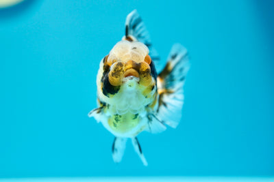 Yuanbao Calico Male 3.5-4 inches #0203YB_07