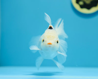 AAA Oranda Tricolor 5-5,5 pouces Femelle #1209_10