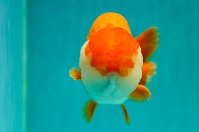 León rey rojo y blanco de calidad AAA de 5,5 a 6 pulgadas n.° 0421RC_12